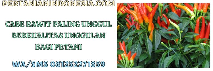 petani,unggulan,budidaya,budidaya cabe rawit,cabe rawit